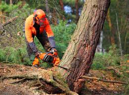 Best Lawn Disease Treatment  in Little Cypress, TX