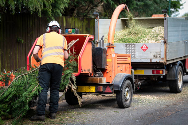 How Our Tree Care Process Works  in  Little Cypress, TX