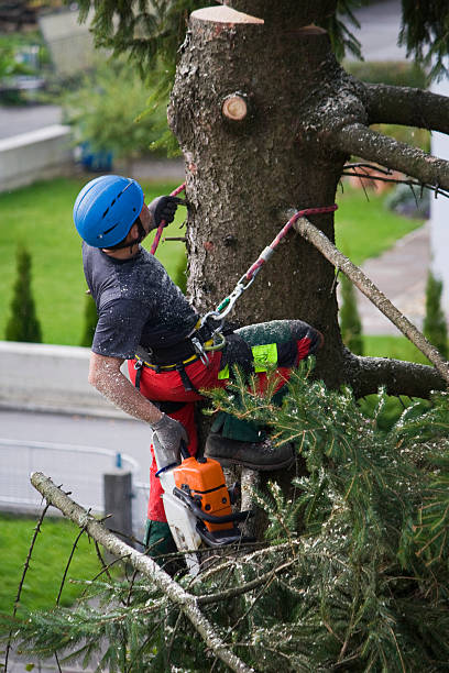 Best Lawn Renovation and Restoration  in Little Cypress, TX
