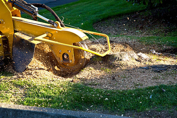 Little Cypress, TX Tree Services Company