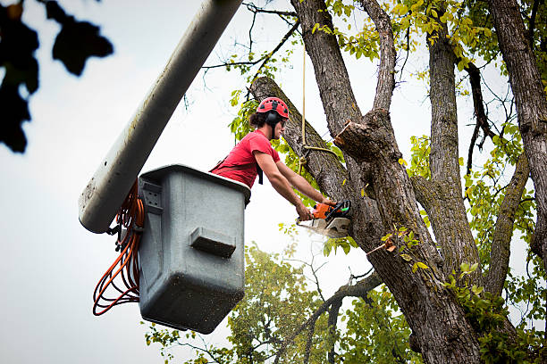 Best Palm Tree Trimming  in Little Cypress, TX